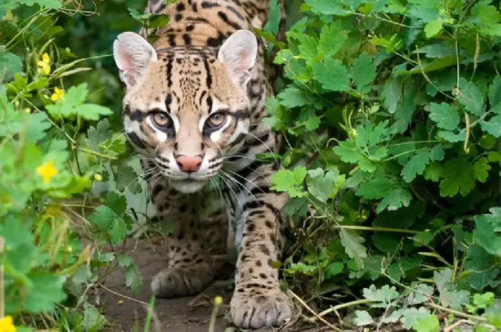 AVISTAMENTOS DE FELINOS REFORÇAM CUIDADOS NO INTERIOR DE DOIS VIZINHOS