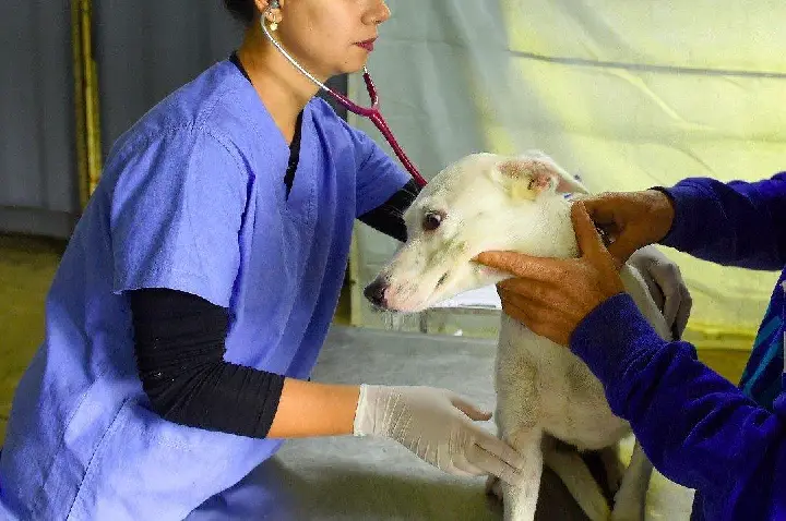 CASTRAPET GARANTE CASTRAÇÃO GRATUITA DE CÃES E GATOS EM DOIS VIZINHOS