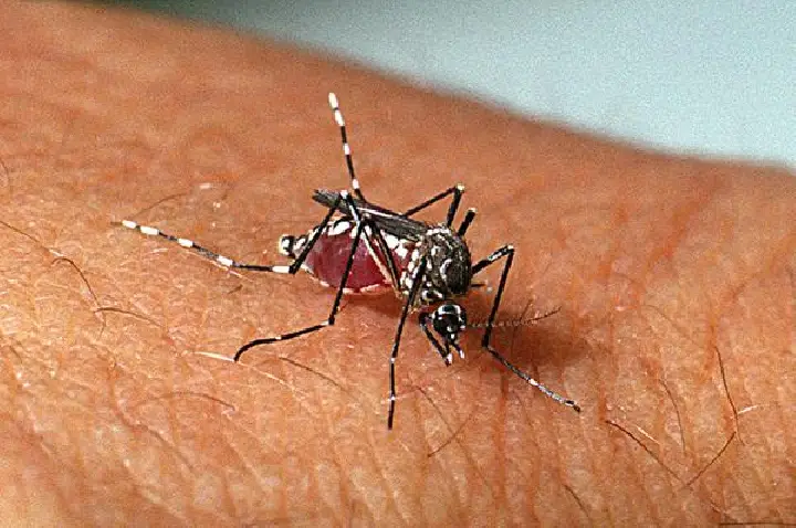 Dois Vizinhos tem 131 casos confirmados de dengue