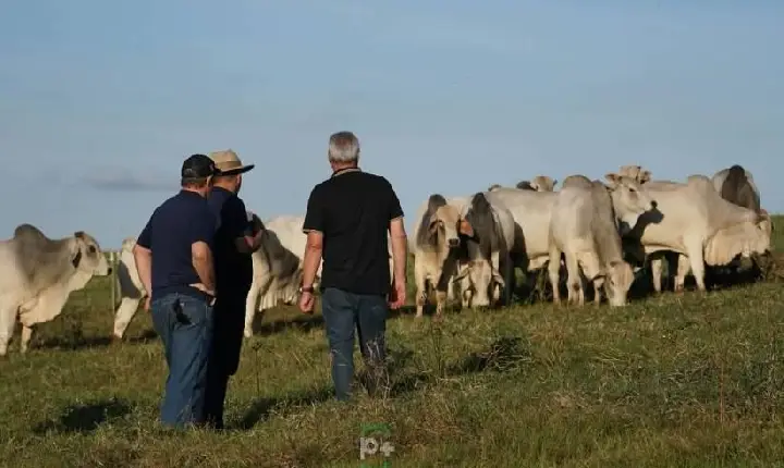 Domingo acontece leilão da Sociedade Rural Vale do Iguaçu com a Fazenda Cotegipe