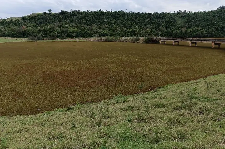 “MARREQUINHAS” TOMAM CONTA DO RIO JARACATIÁ E ACENDEM ALERTA AMBIENTAL NA REGIÃO