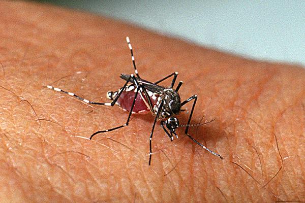 Dois Vizinhos tem 131 casos confirmados de dengue