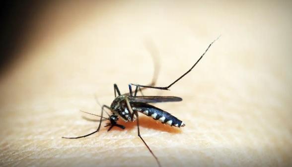 Sesa confirma 33 óbitos por dengue no Paraná em 2025