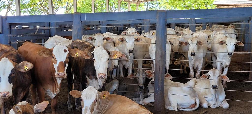 Expovizinhos: neste domingo tem leilão com 1,2 mil animais na pista